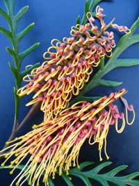 Grevillea Poorinda Blondie