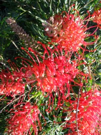 Grevillea Robyn Gordon