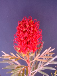 Grevillea Ruby Red