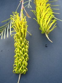 Grevillea Sandra Gordon