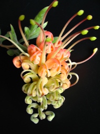 Grevillea Sunrise