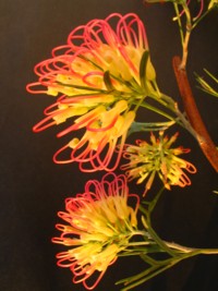 Grevillea Winpara Gold