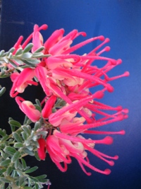 Grevillea Winter Delight