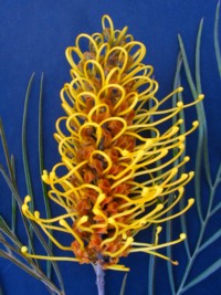 Grevillea Yamba Sunshine