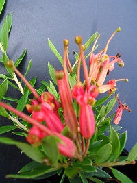 Grevillea Carol Ann