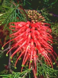 Grevillea fililoba Ellendale