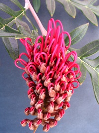 Grevillea gaudichaudii