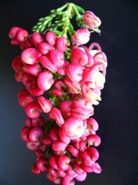 Grevillea lanigera Miniature