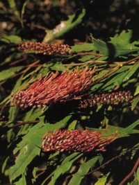 Grevillea longifolia