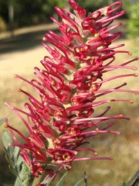 Grevillea Pink Parfait