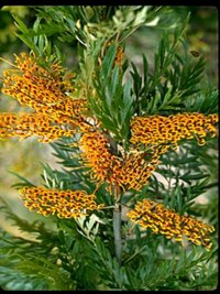 Grevillea robusta