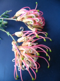 Grevillea semperflorens