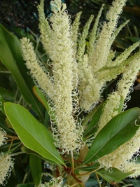 Grevillea baileyana