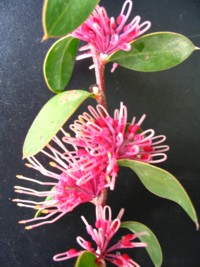 Hakea Burrendong Beauty