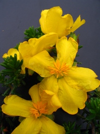 Hibbertia vestita