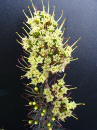 Homoranthus decumbens