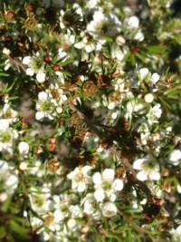 Leptospermum Cardwell