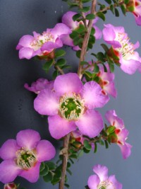 Leptospermum rotundifolium Lavender Queen