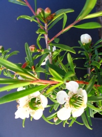Leptospermum flavescens Pacific Beauty