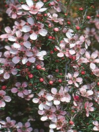 Leptospermum Pink Cascade