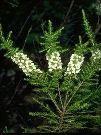 Leptospermum liversidgei