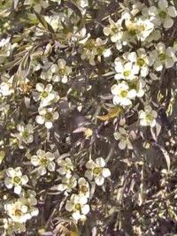 Leptospermum petersonii