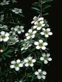 Leptospermum polygalifolium