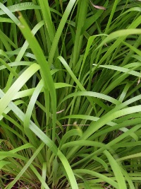 Lomandra hystrix