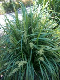 Lomandra longifolia