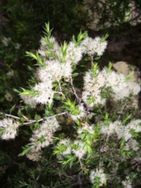 Melaleuca stypheliodes