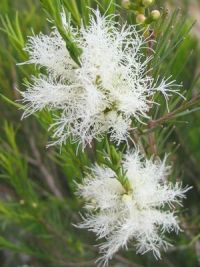 Melaleuca alternifolia