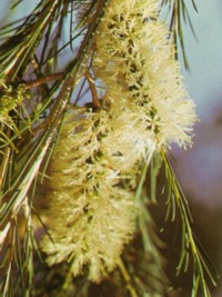 Melaleuca armillaris