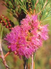 Melaleuca erubescens