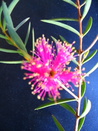 Melaleuca fulgens mauve