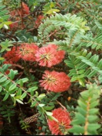 Melaleuca hypericifolia