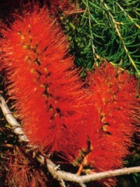 Melaleuca lateritia