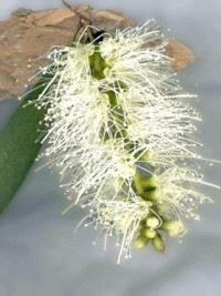 Melaleuca leucadendra Narrow Leafed