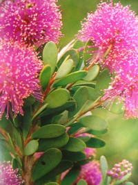 Melaleuca nesophila