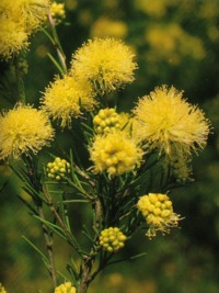 Melaleuca nodosa