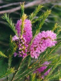 Melaleuca thymifolia