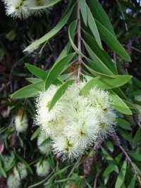 Melaleuca quinquenervia