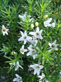 Myoporum parvifolium