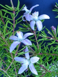 Philotheca salsolifolia Star Wonder