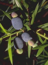 Podocarpus elatus