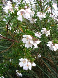 Prostanthera Poorinda Ballerina