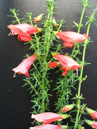 Prostanthera aspalothoides Bright Sparks