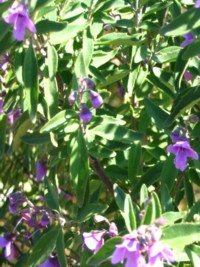 Prostanthera ovalifolia