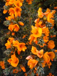 Pultenaea maritima