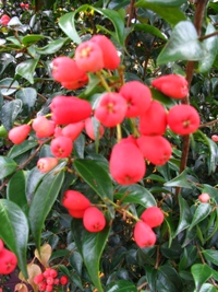 Syzygium luehmannii