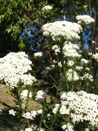 Ozothamnus diosmifolius White Gold